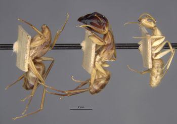 Media type: image;   Entomology 21473 Aspect: habitus lateral view
